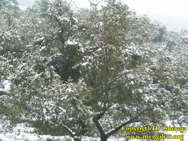 Enero 2007 Gran nevada. Fotos H. Cirraga 44