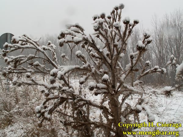 Enero 2007 Gran nevada. Fotos H. Cirraga 45