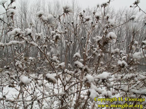 Enero 2007 Gran nevada. Fotos H. Cirraga 52